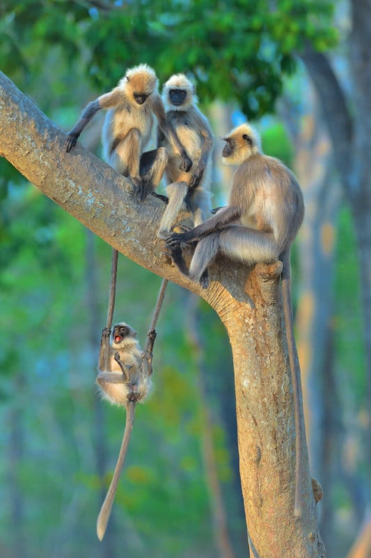 Thomas-Vijayan_Fun-For-All-Ages_00000079-533x800.jpg