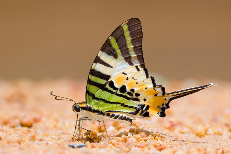 Five_Bar_Swordtail_by_inckurei.jpg