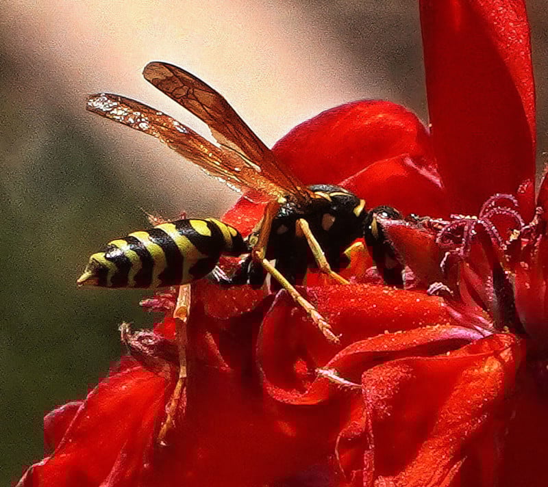 135mm-3140-800x712.jpg