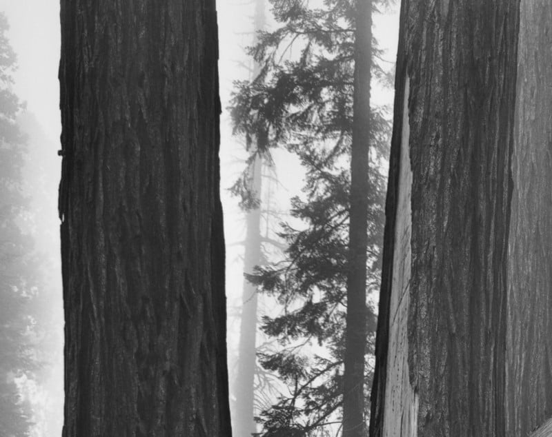 fallen-sequoia-4-800x634.jpg