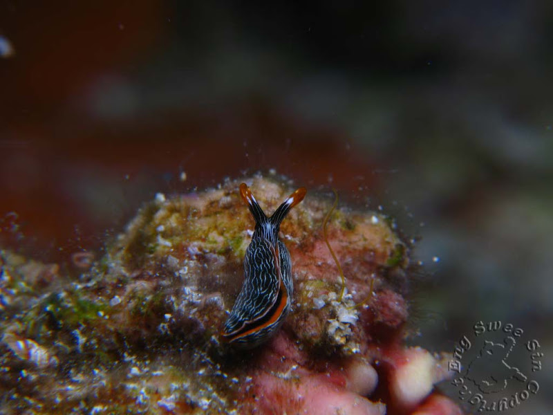 IMG_5631.jpg