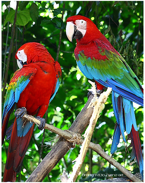 Picture_Perfect_Parrots_by_Draken413o.jpg