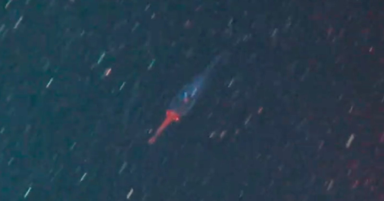 first ever footage colossal squid baby rare elusive