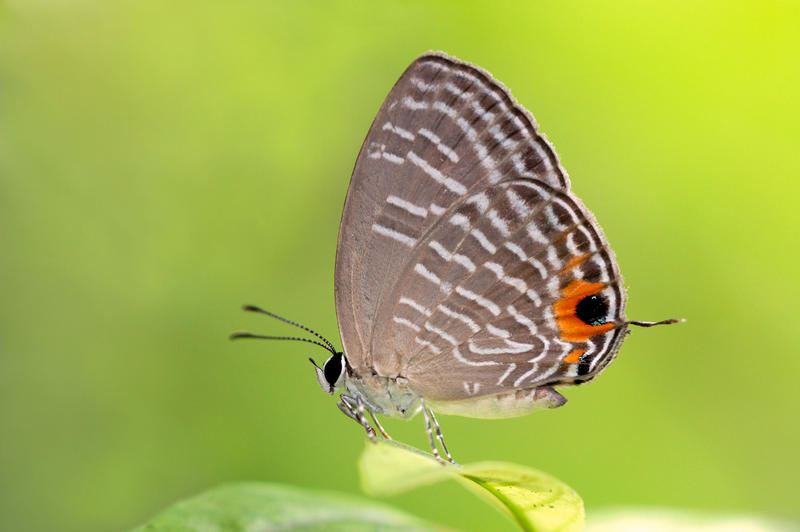The_Metallic_Caerulean_090810_by_Liyana_Zolpakar.jpg