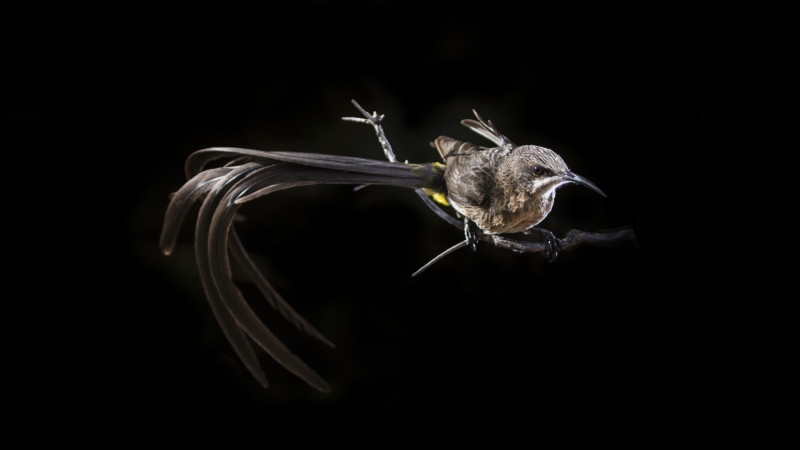 2-PetaPixel-Steven-Benjamin-Bird-Photography-Cape-Sugar-bird-800x450.jpg