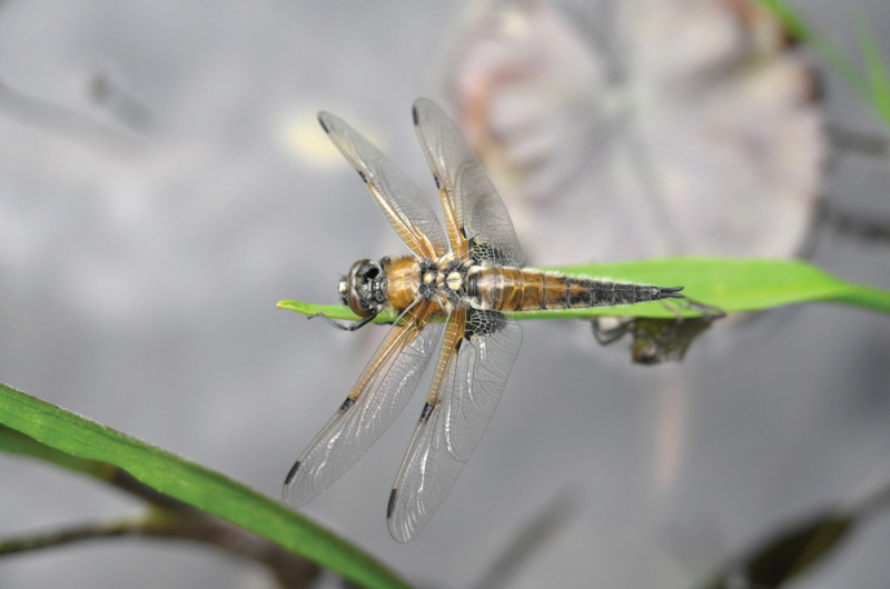 L9999720_AP_-800x530.jpg