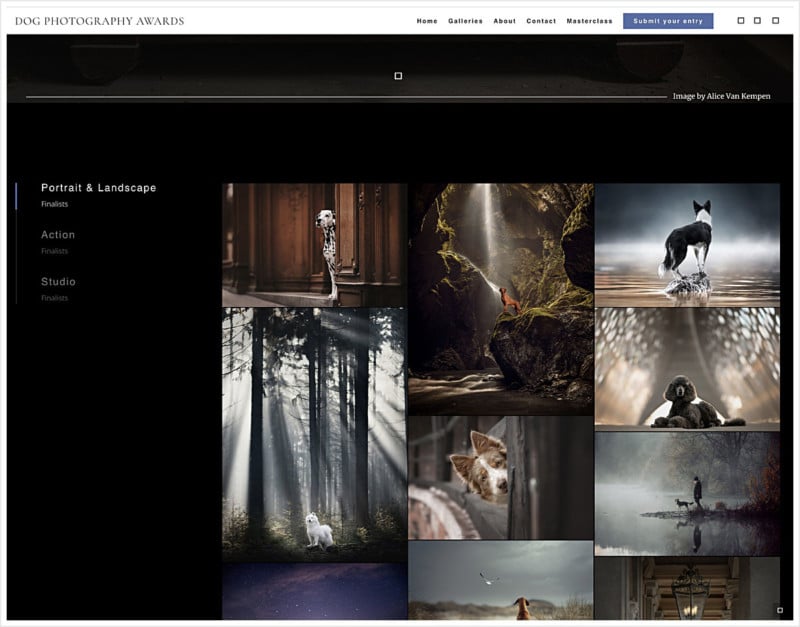 dogphotographyawards-800x627.jpg