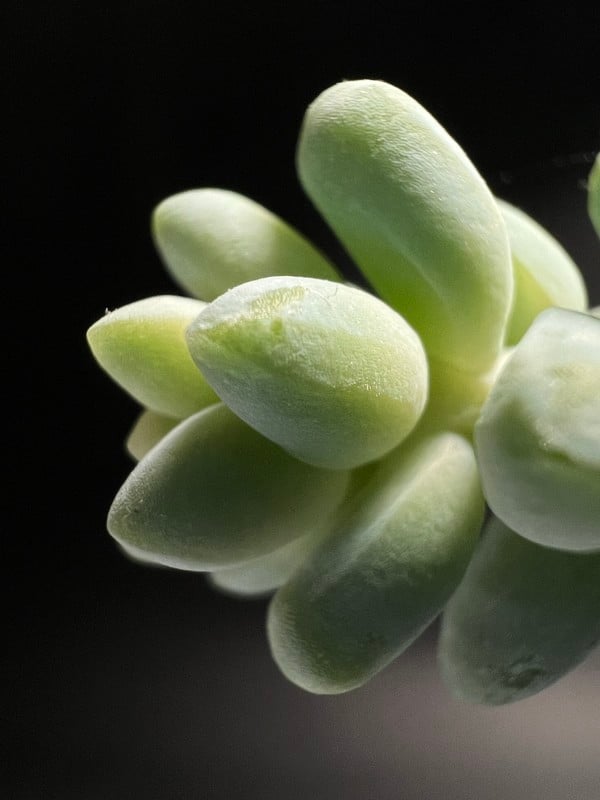 succulent-1-600x800.jpg