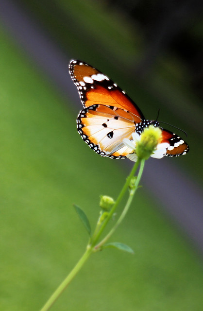 9496196879_c3a0b57edb_z.jpg