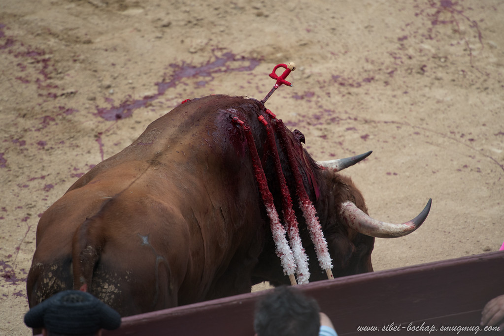 DSC8064-XL.jpg