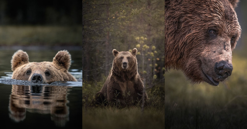 bearsfinalandfeat-800x420.jpg