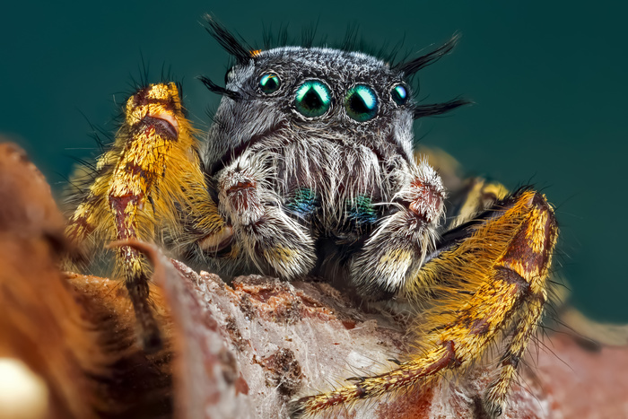 Fstoppers Interviews Macro Photographer Andres Moline