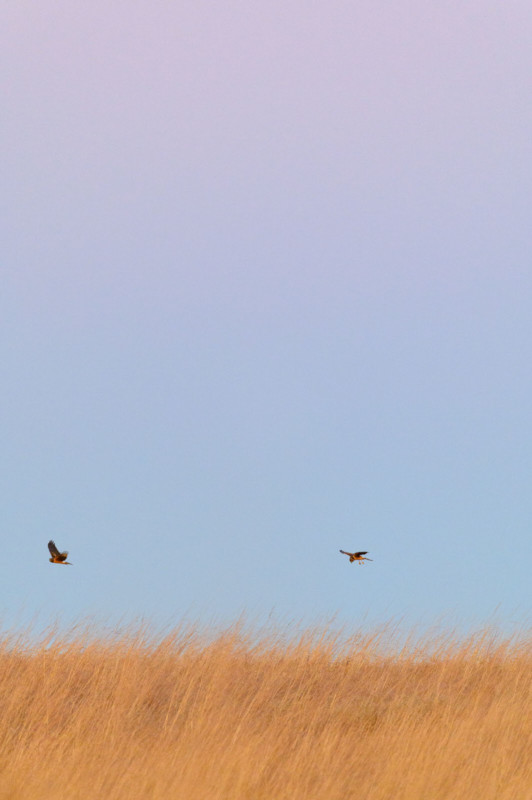 ray-hennessy-northern-harriers_005-532x800.jpg