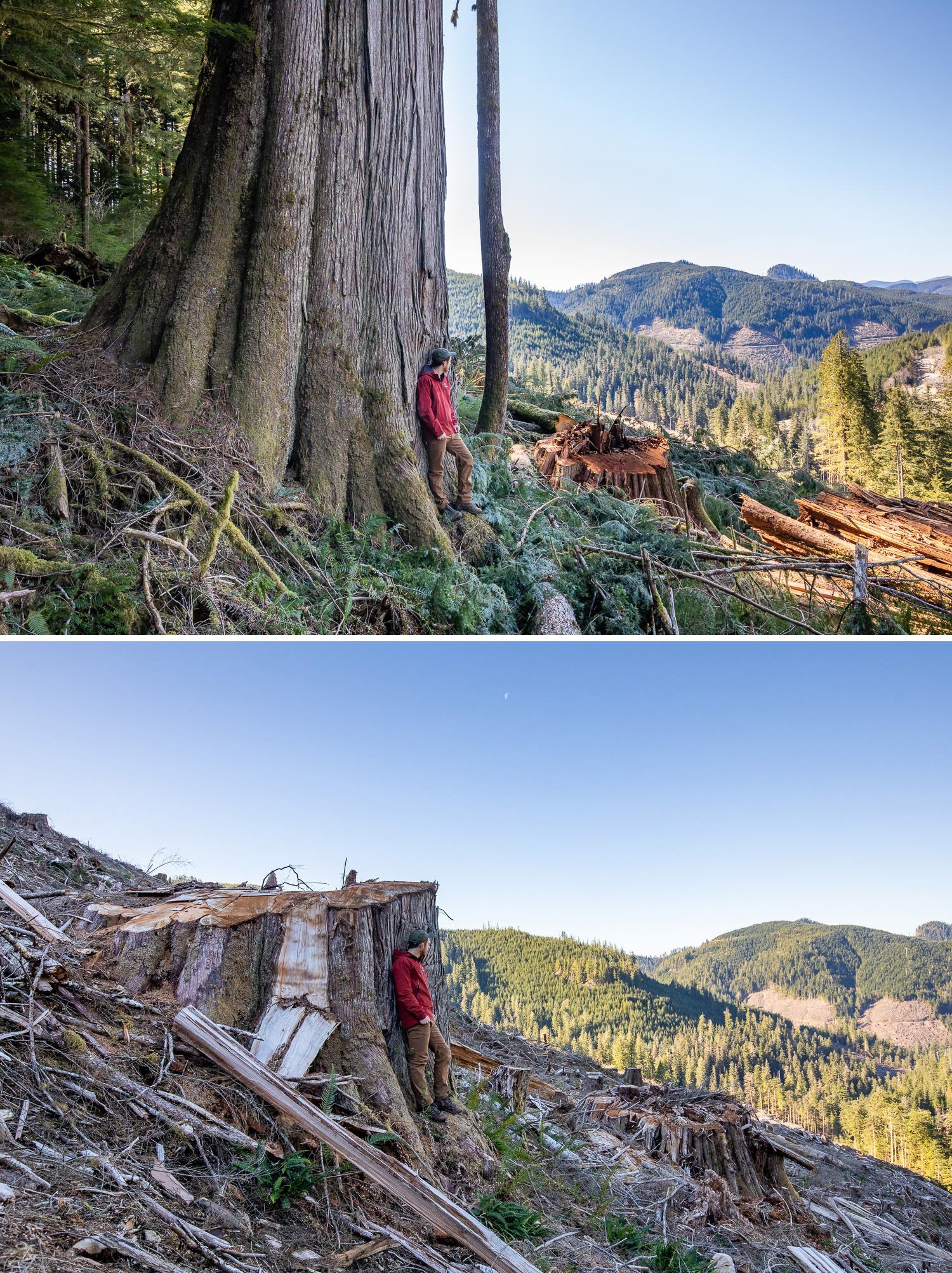 Before and after photos of old-growth trees cut down by logging by photographer TJ Watt