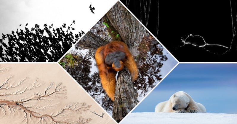 nature-ttl-photo-awards-petapixel-800x420.jpg