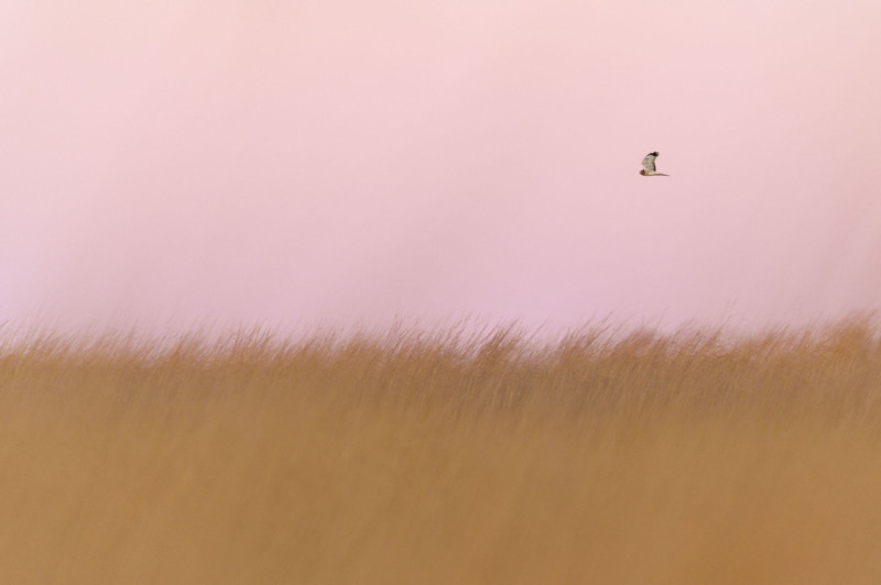 ray-hennessy-northern-harriers_001-800x532.jpg