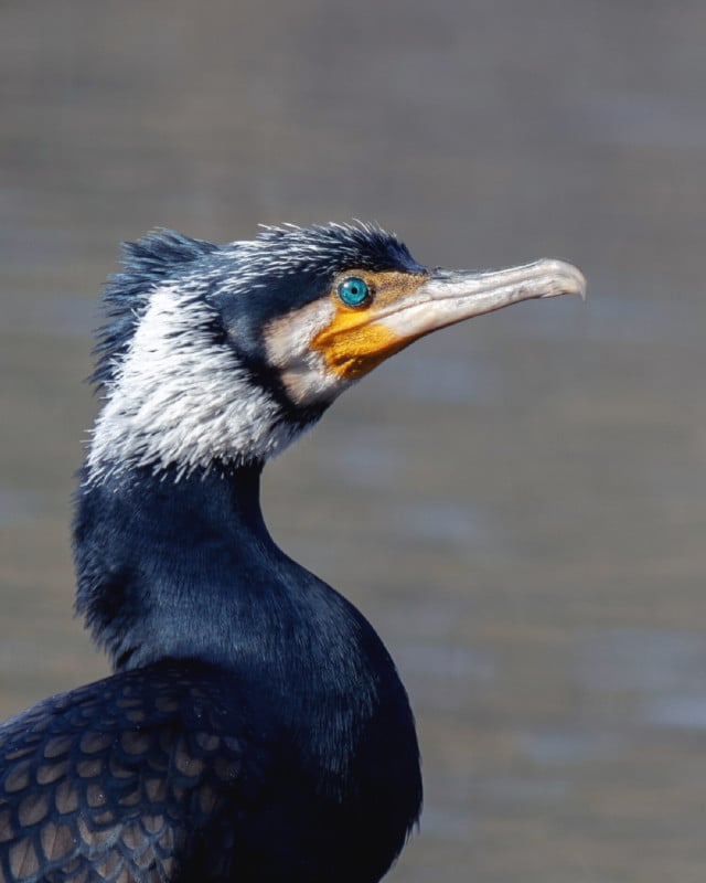 instabird-640x800.jpg