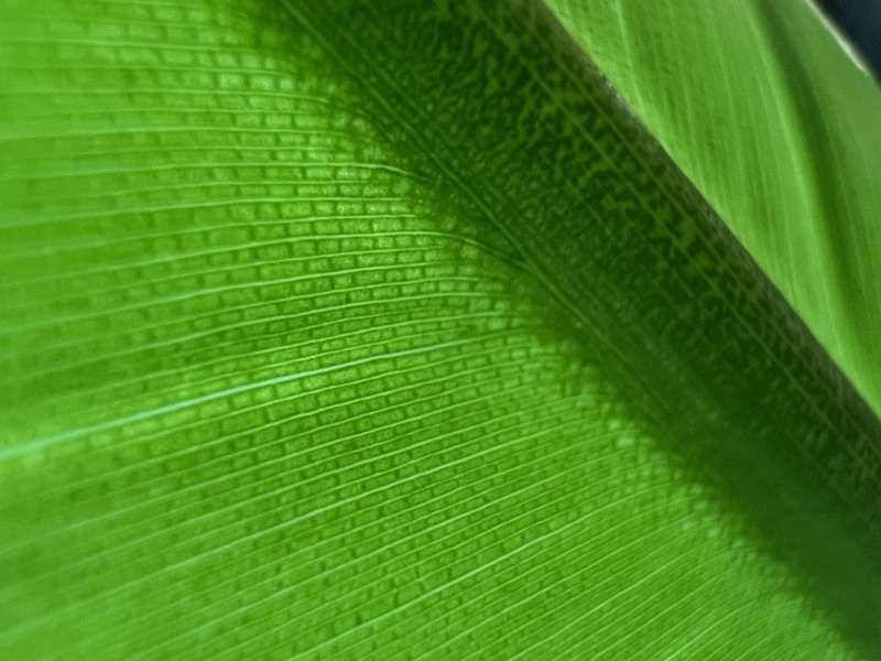 Leaf-800x600.jpg