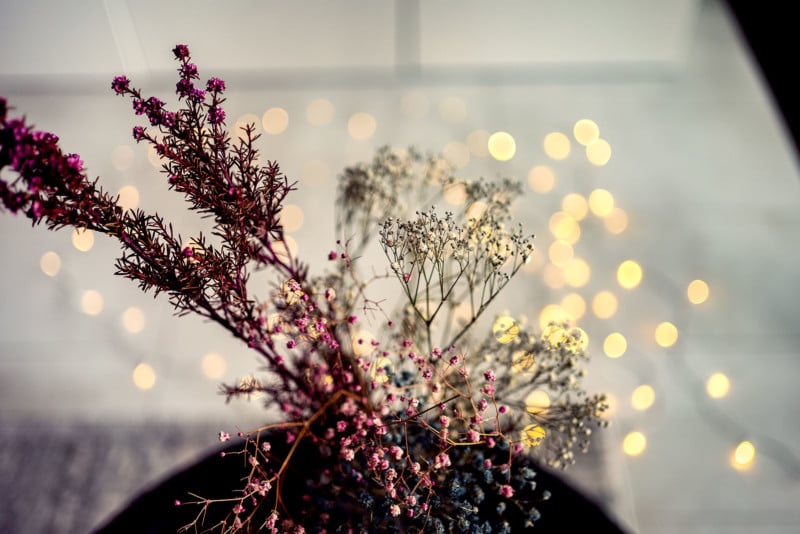Gypsophila-800x534.jpg