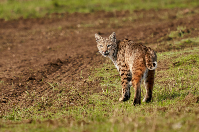 After editing in Capture One and now ready for enhancing with the Topaz Labs Image Quality Bundle.