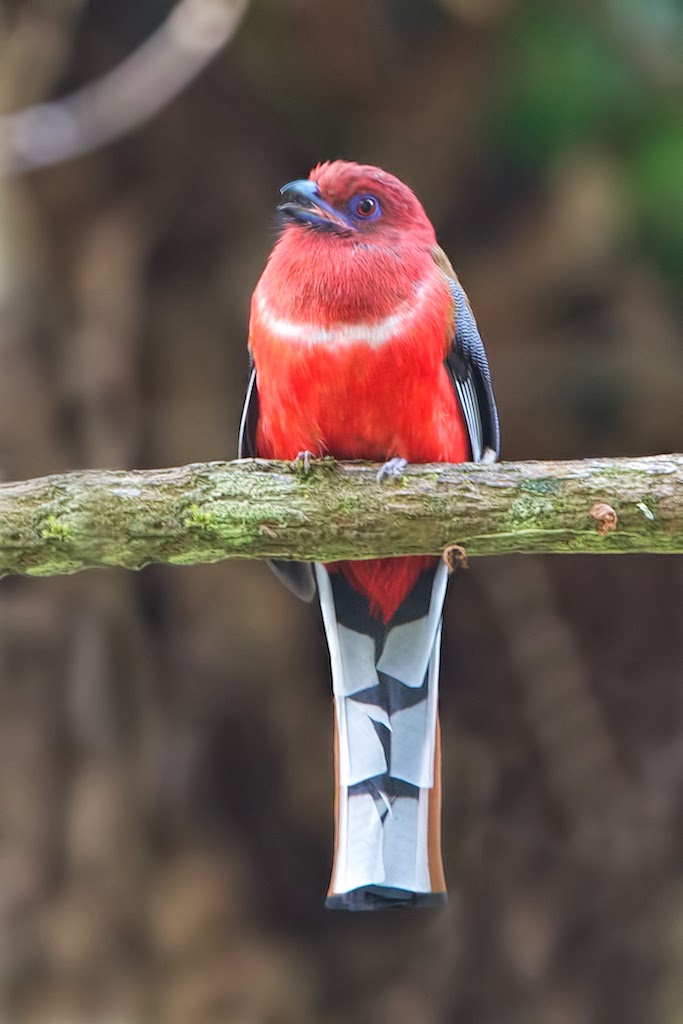 Red+Headed+Trogon