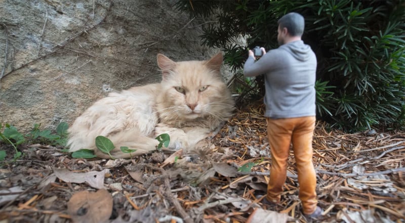 cat-800x441.jpg