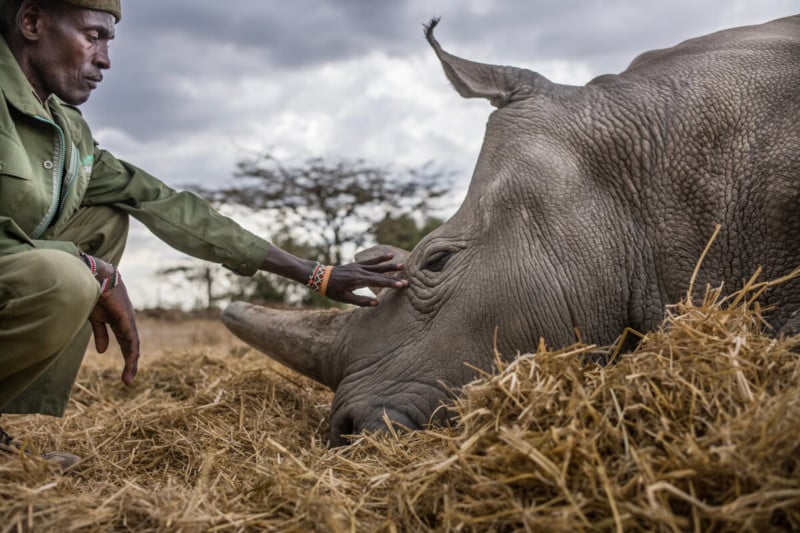 justin-mott-northern-white-rhino-11-800x533.jpg