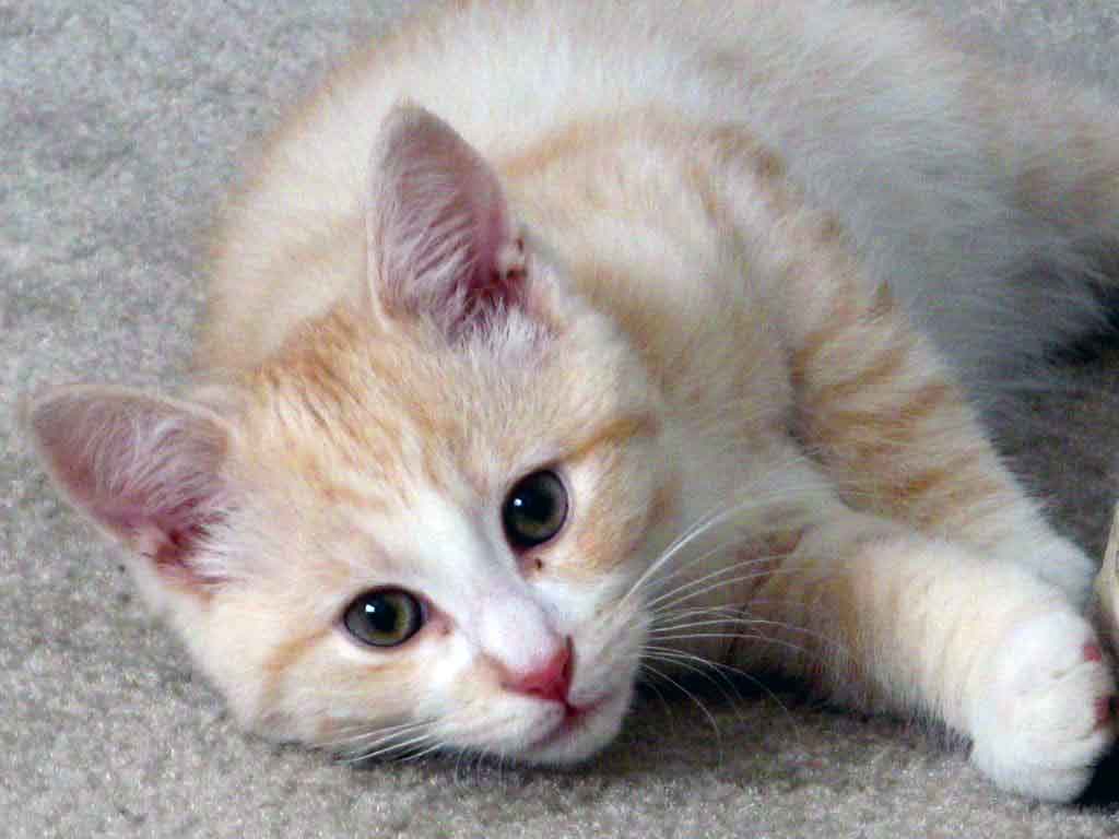 cute-cat-laying-on-a-carpet.jpg