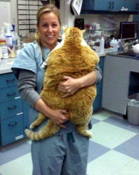big-fat-cat.jpg
