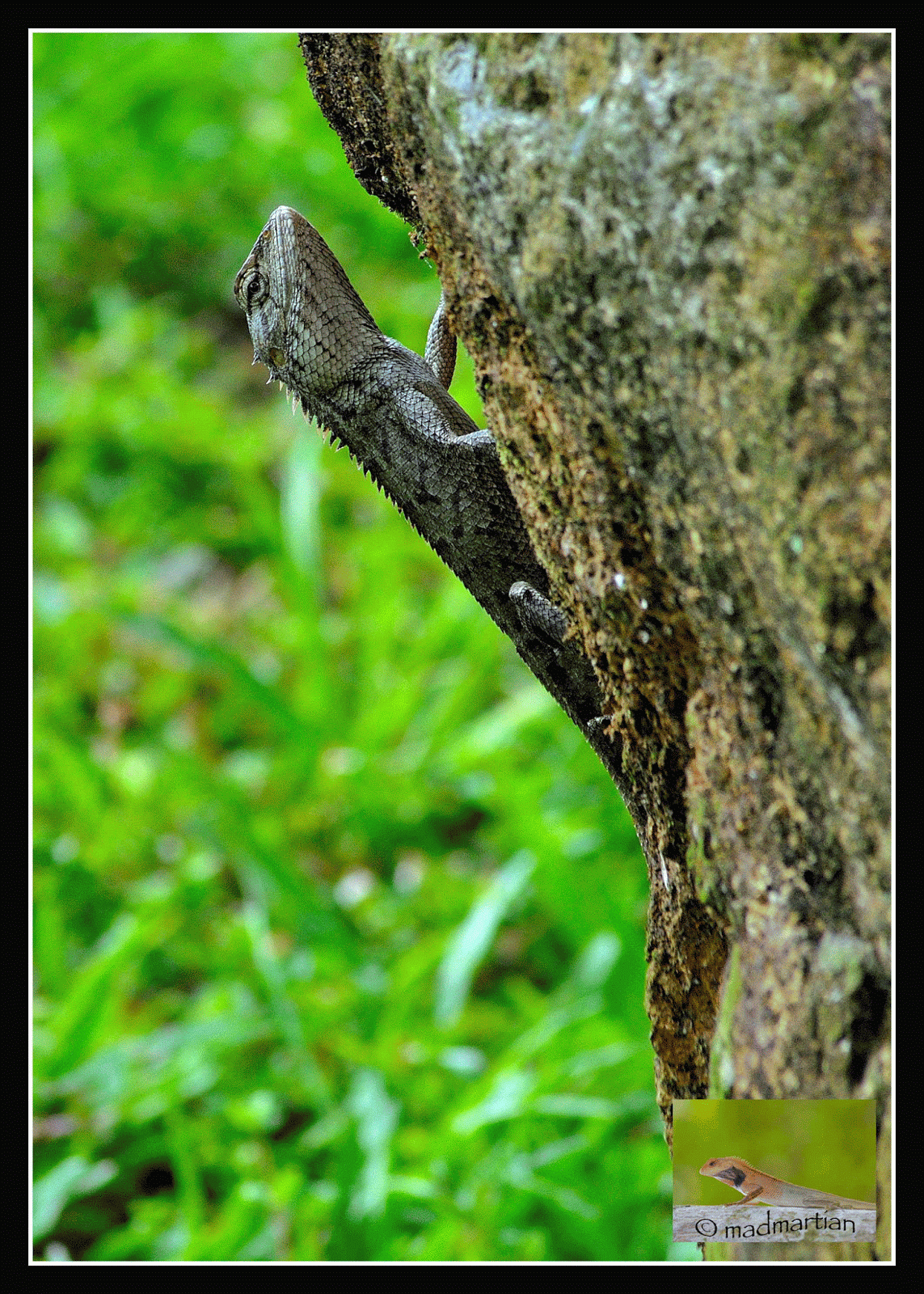 Changeable-Lizard-20110518_8032.gif