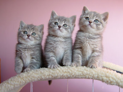 cute+little+kittens.jpg