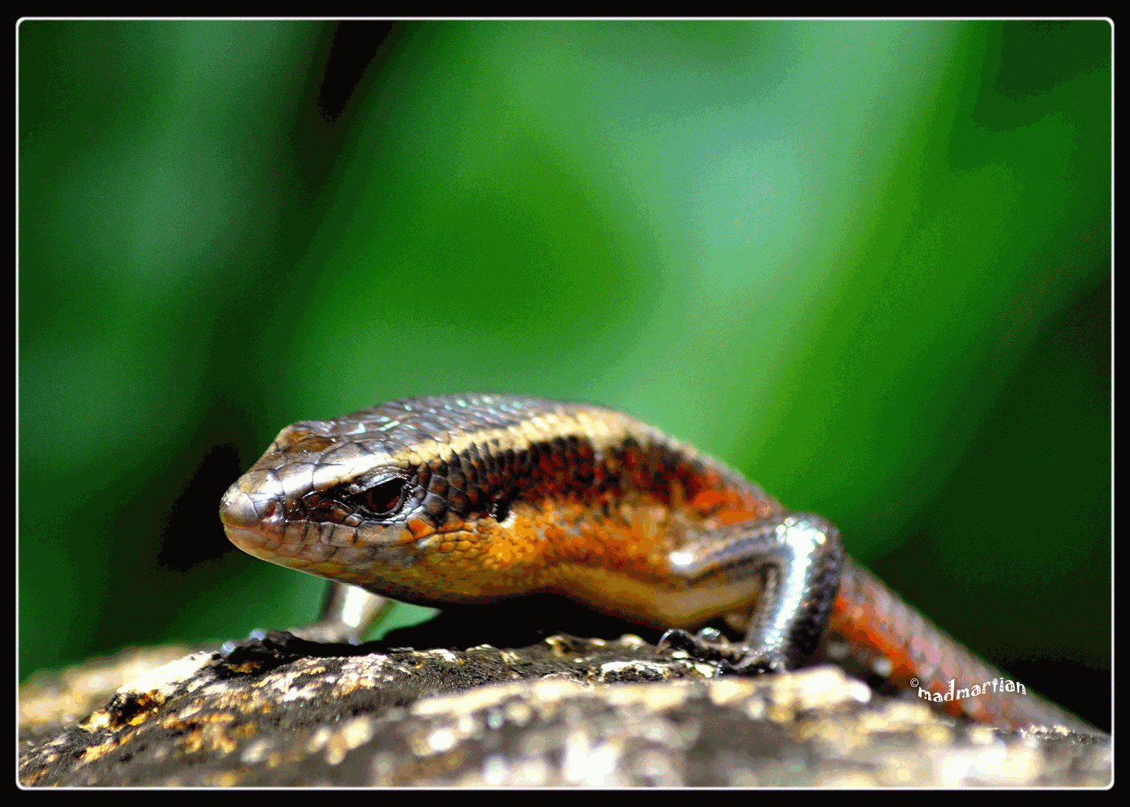 Many-lined+Sun+Skink-GIF.gif
