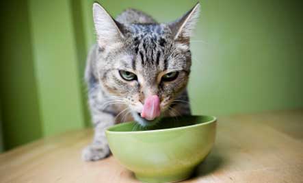 cat-licking-bowl.jpg