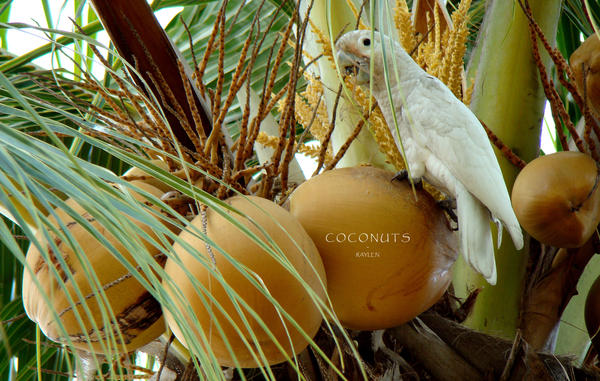 Coconuts_by_RealmicSorcerer.jpg