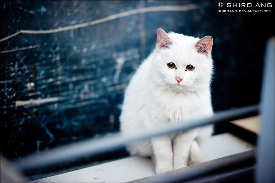 cats___61_by_shiroang-d34ezeo.jpg