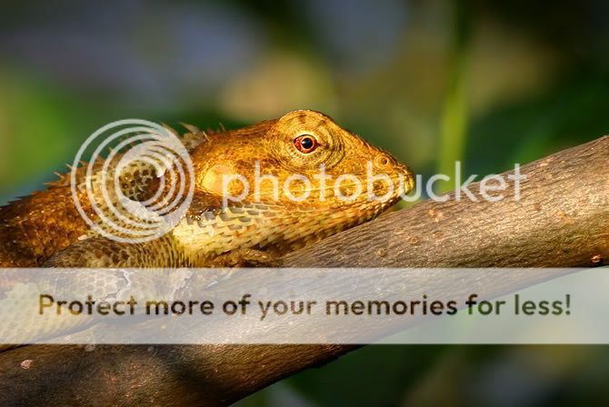 Tree-iguana.jpg
