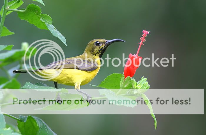 olive-backed-sunbird.jpg