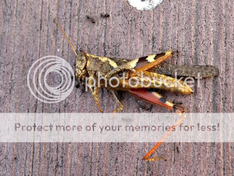 deadgrasshopper.jpg