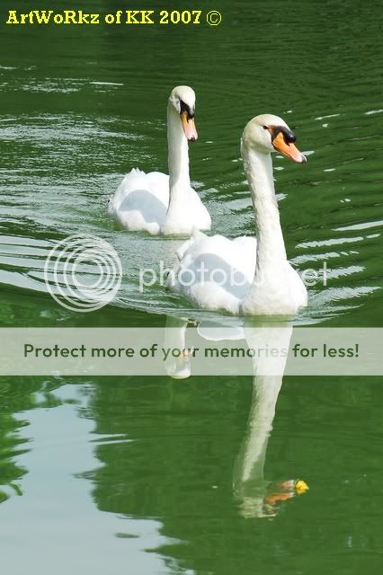 Swans_640.jpg