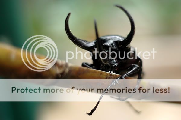 rhino-horn-beetle-1.jpg
