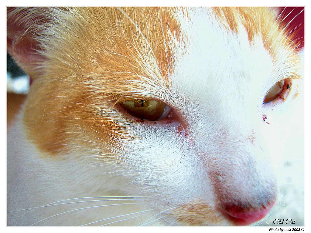 Old_Cat.jpg
