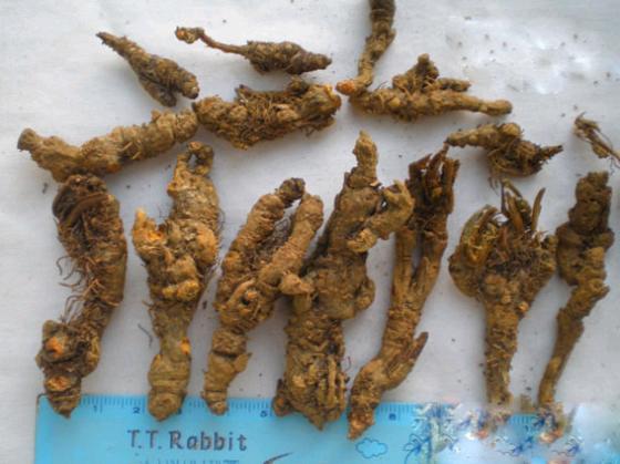 Chinese_Herbal_Medicine_Chinese_herb_medicine.jpg