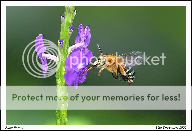 Bee-on-snakeweed.jpg