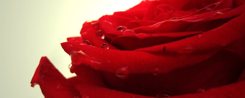 in_loving_memory_by_idreamofkerosene-d257a2v-800x320.jpg