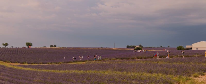 reality-shooting-lavender-fields-provence-france-farmers-angry-people-trespassing-land-permission-breaking-point-paul-reiffer-800x329.jpg