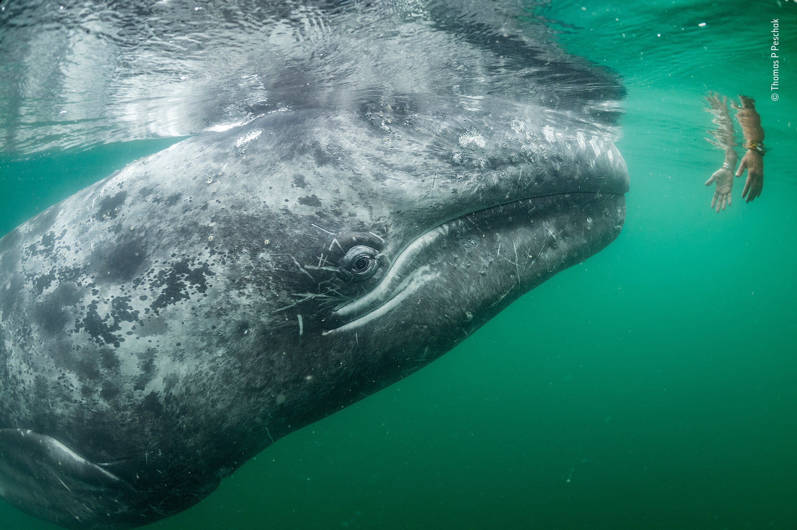 ©-Thomas-P-Peschak-Wildlife-Photographer-of-the-Year.jpg