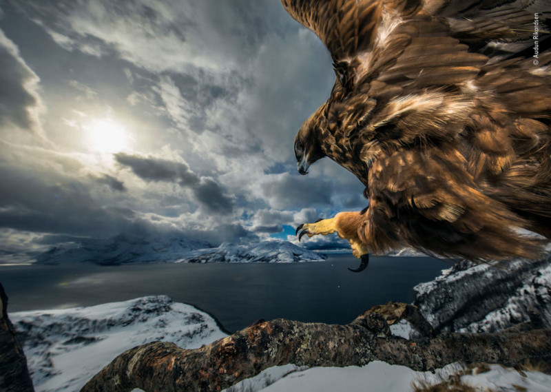 ©-Audun-Rikardsen-Wildlife-Photographer-of-the-Year-800x569.jpg