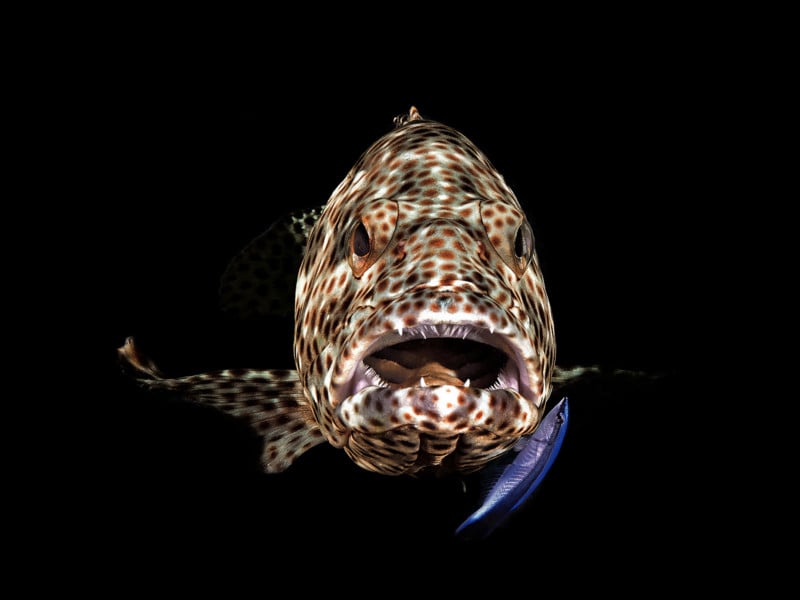Compact-Behavior1_Ferenc_Lorincz-ifj._Open-mouth-Grupper-800x600.jpg