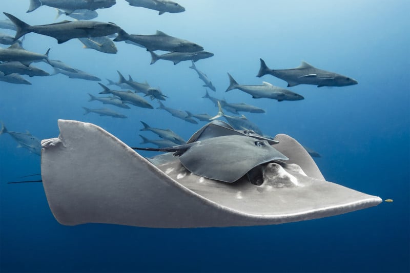 Marine-Life-Behavior1_Paula_Vianna_A-friendly-ride-800x533.jpg