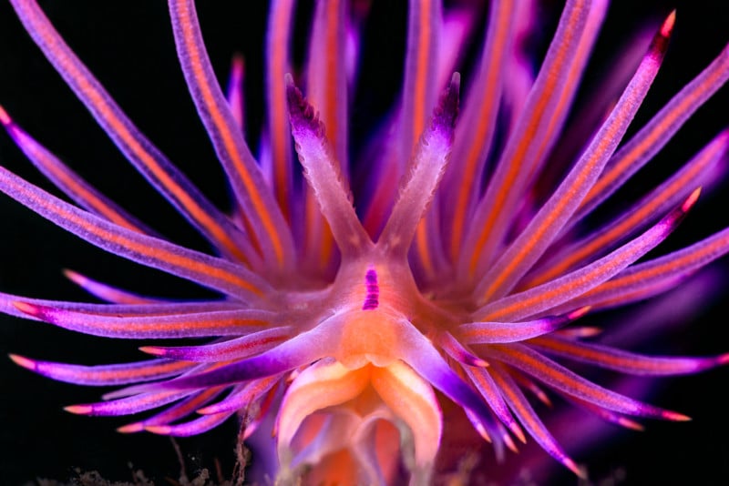 Nudibranchs1_JENNY_STOCK_TREATS-FROM-MALOOLABA-RIVER-800x534.jpg